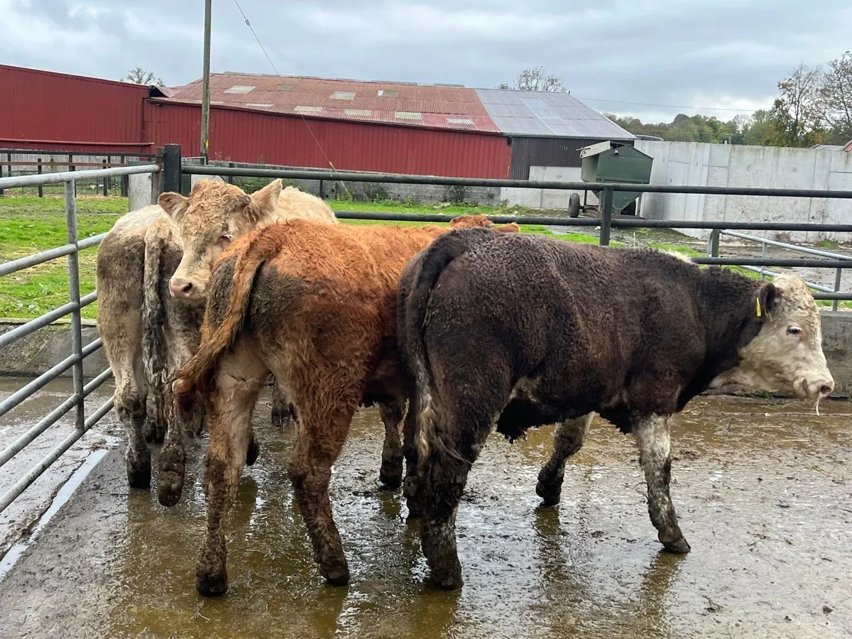 5 super  380 kg continental store bullocks - Image 4