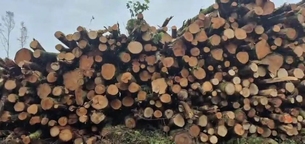 Artic Loads of Beech Logs for Sale - Image 4