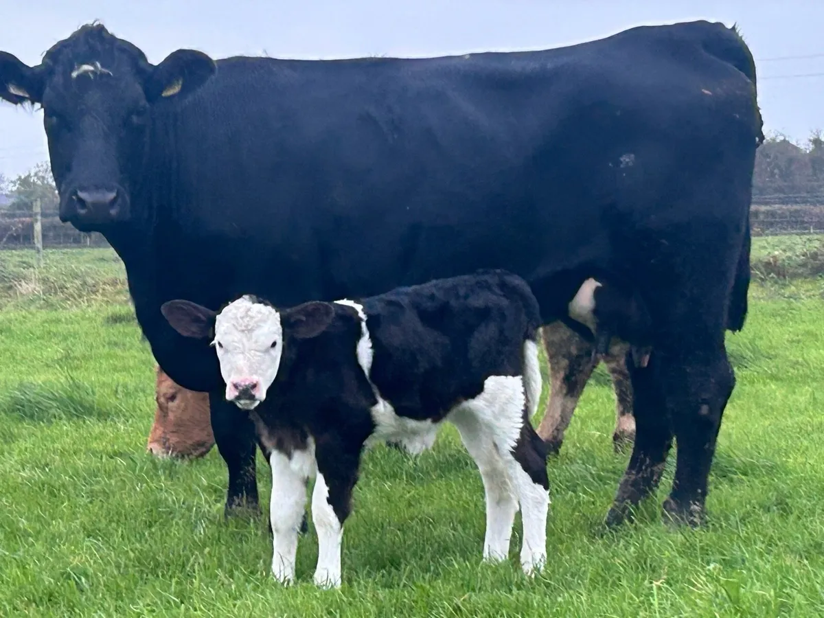 First calved heifer and heifer calf - Image 1