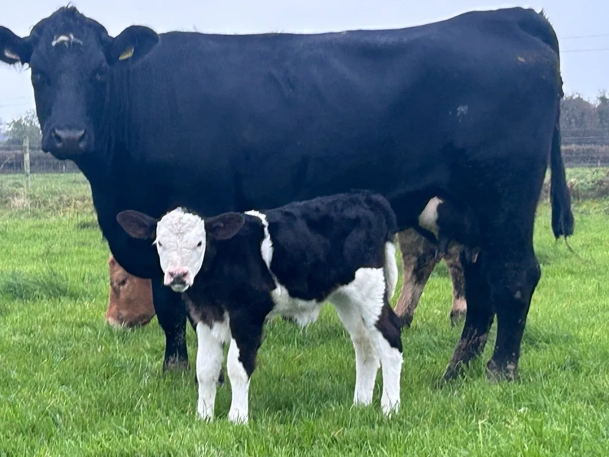 First calved heifer and heifer calf - Image 2