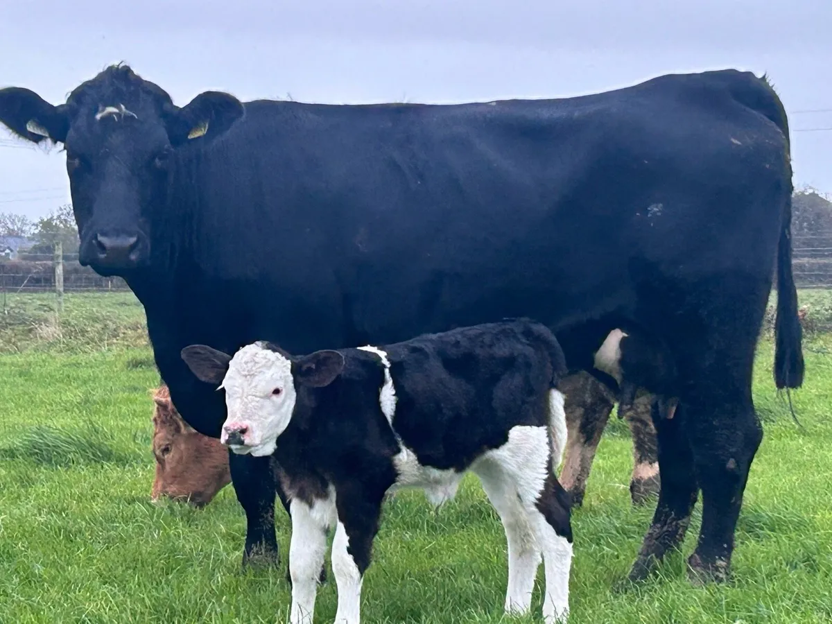First calved heifer and heifer calf - Image 3