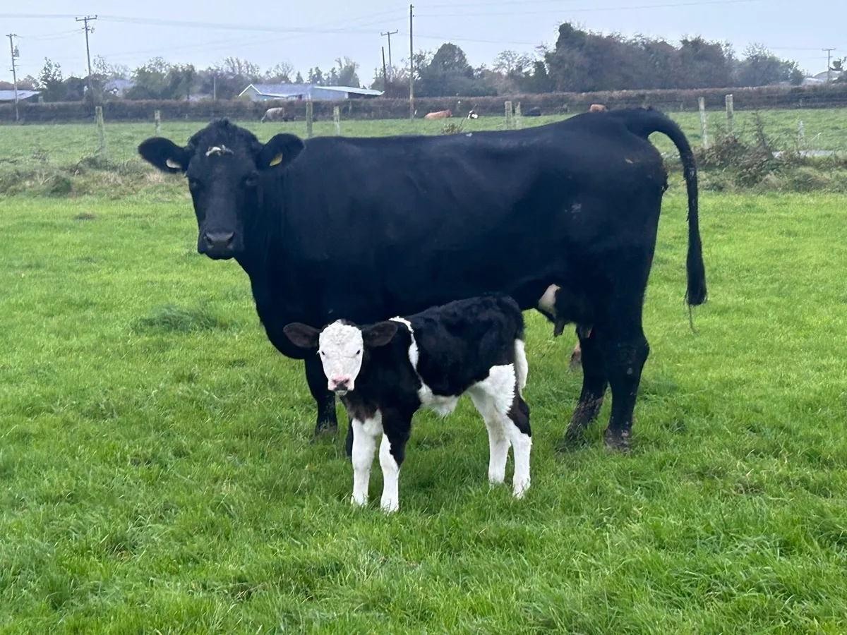 First calved heifer and heifer calf - Image 4