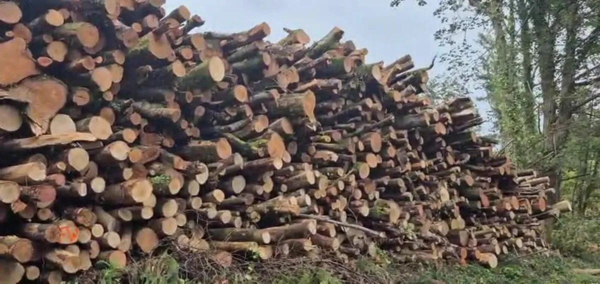 Artic Loads of Beech Logs for Sale - Image 2