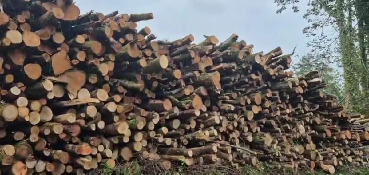 Artic Loads of Beech Logs for Sale - Image 3