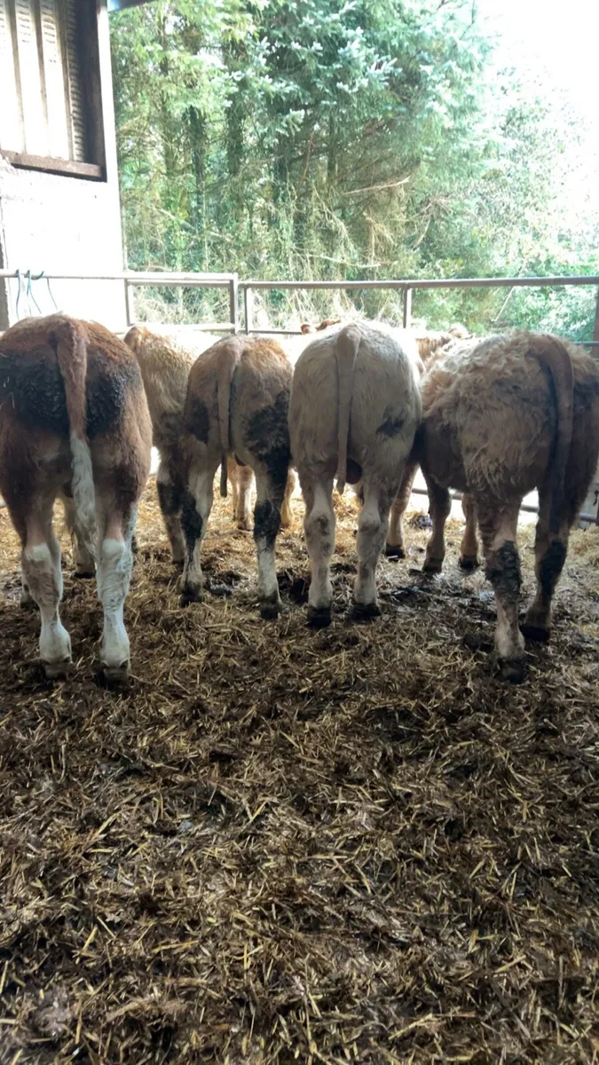 7 weanlings for sale - Image 1