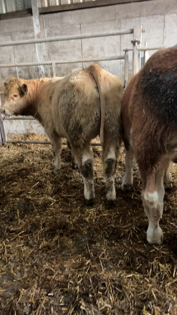 7 weanlings for sale - Image 2