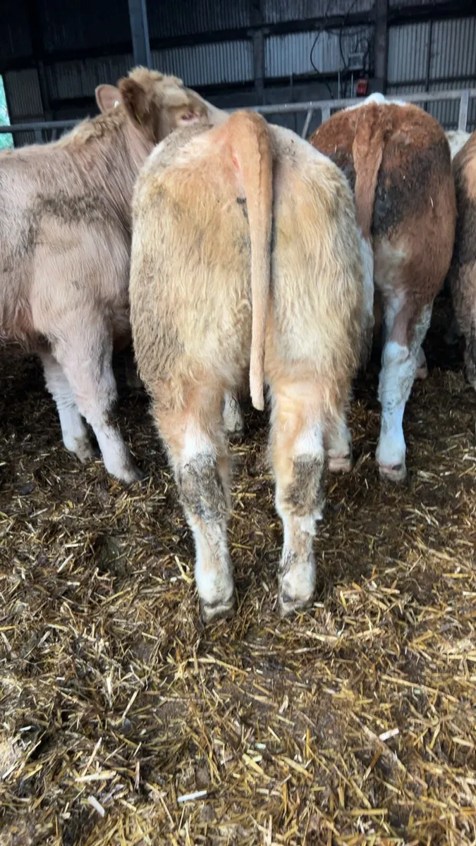7 weanlings for sale - Image 3
