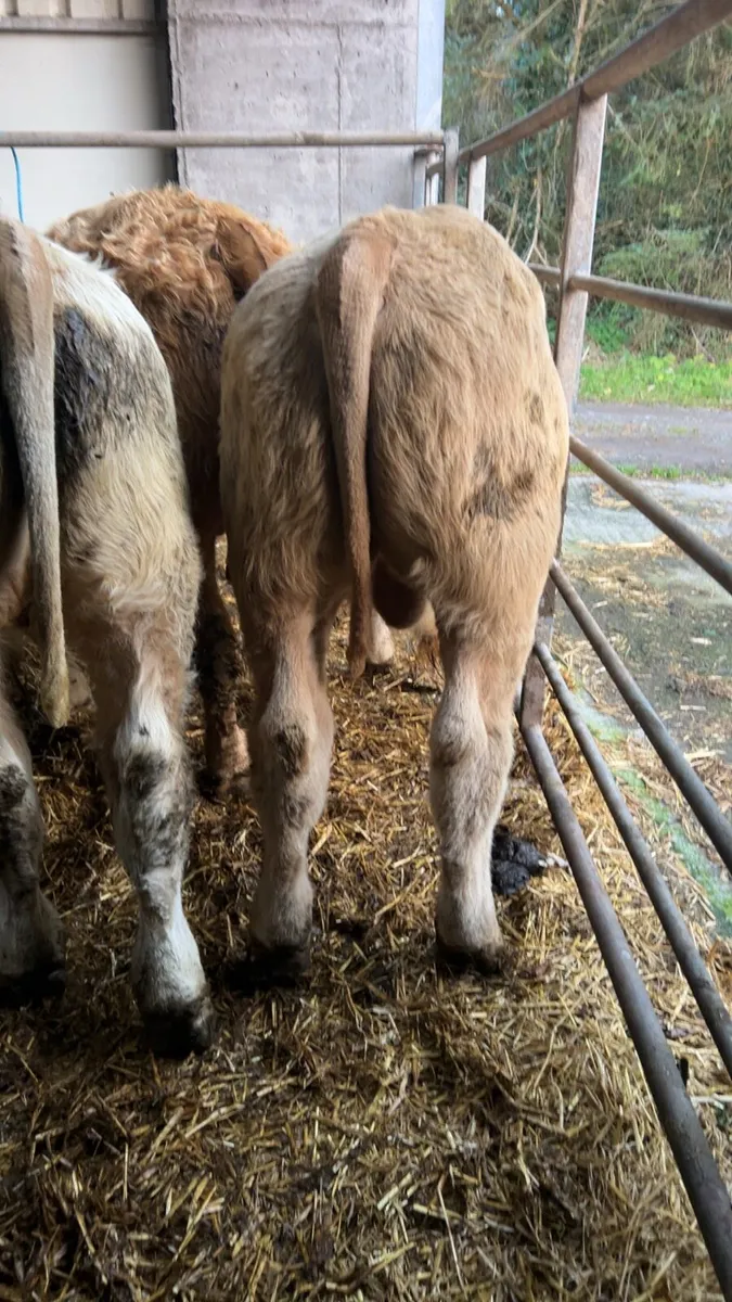 7 weanlings for sale - Image 4