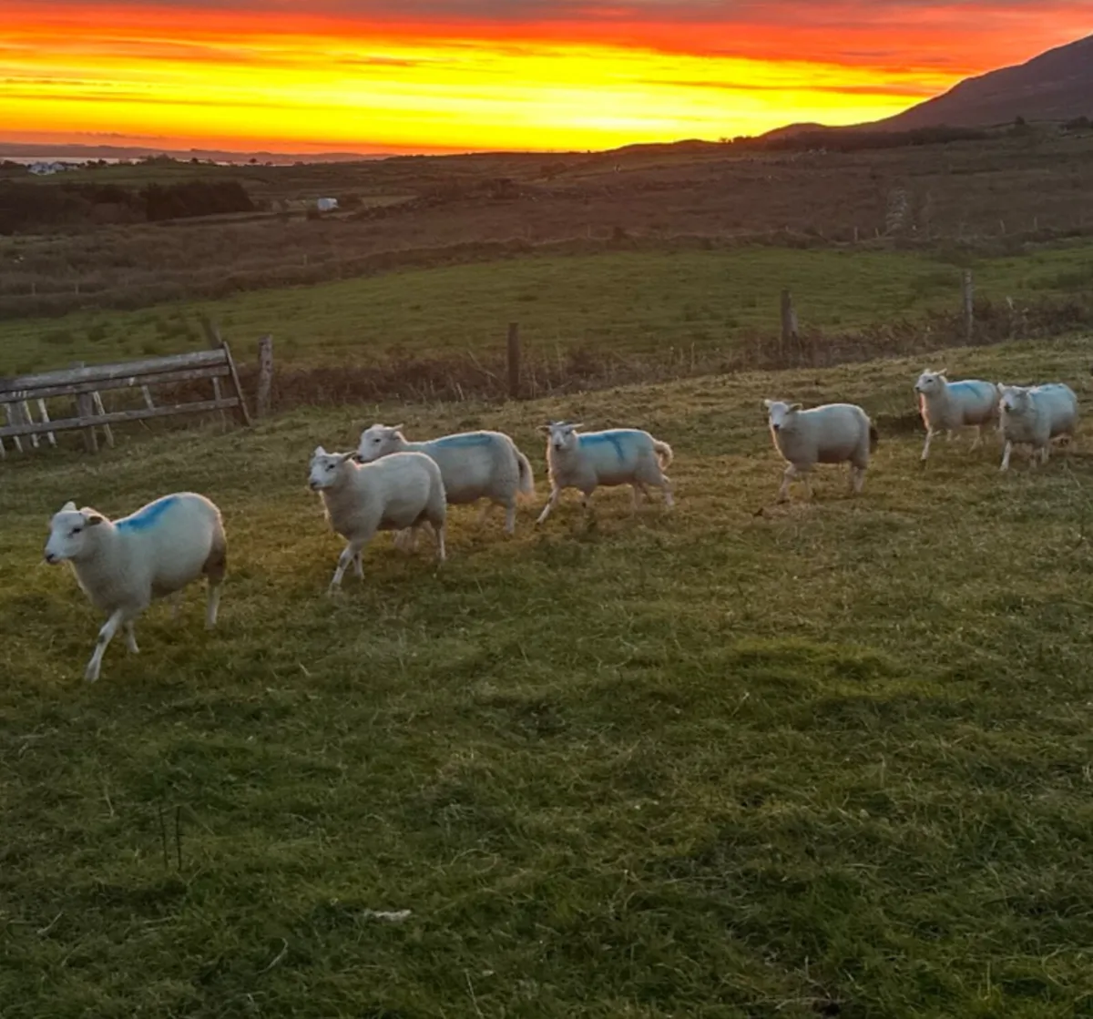 Crossbred Ram lambs - Image 1