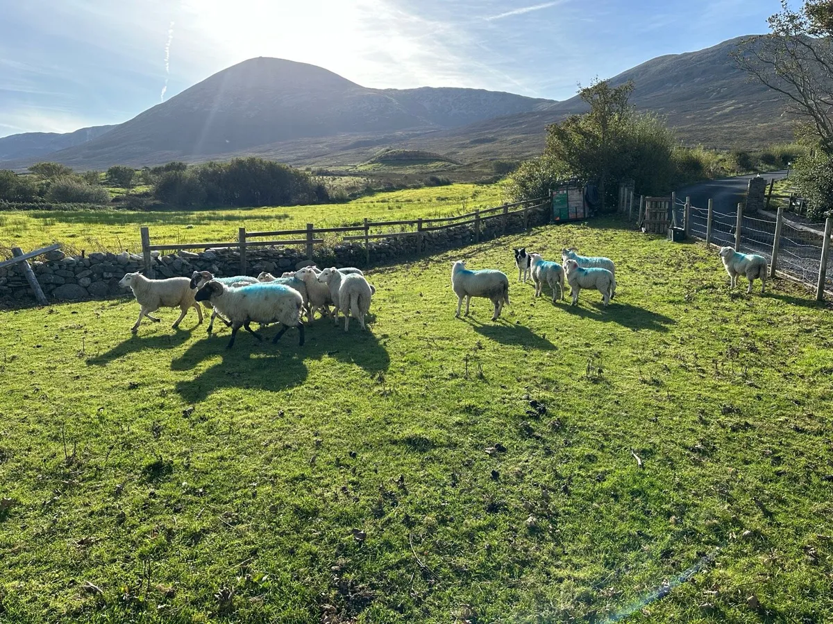 Crossbred Ram lambs - Image 3