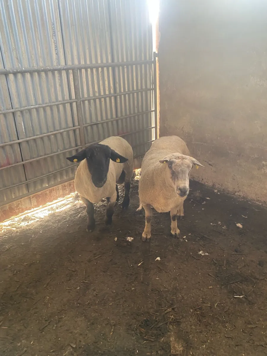 Rams for sale - Image 1