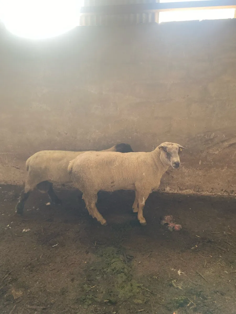 Rams for sale - Image 2