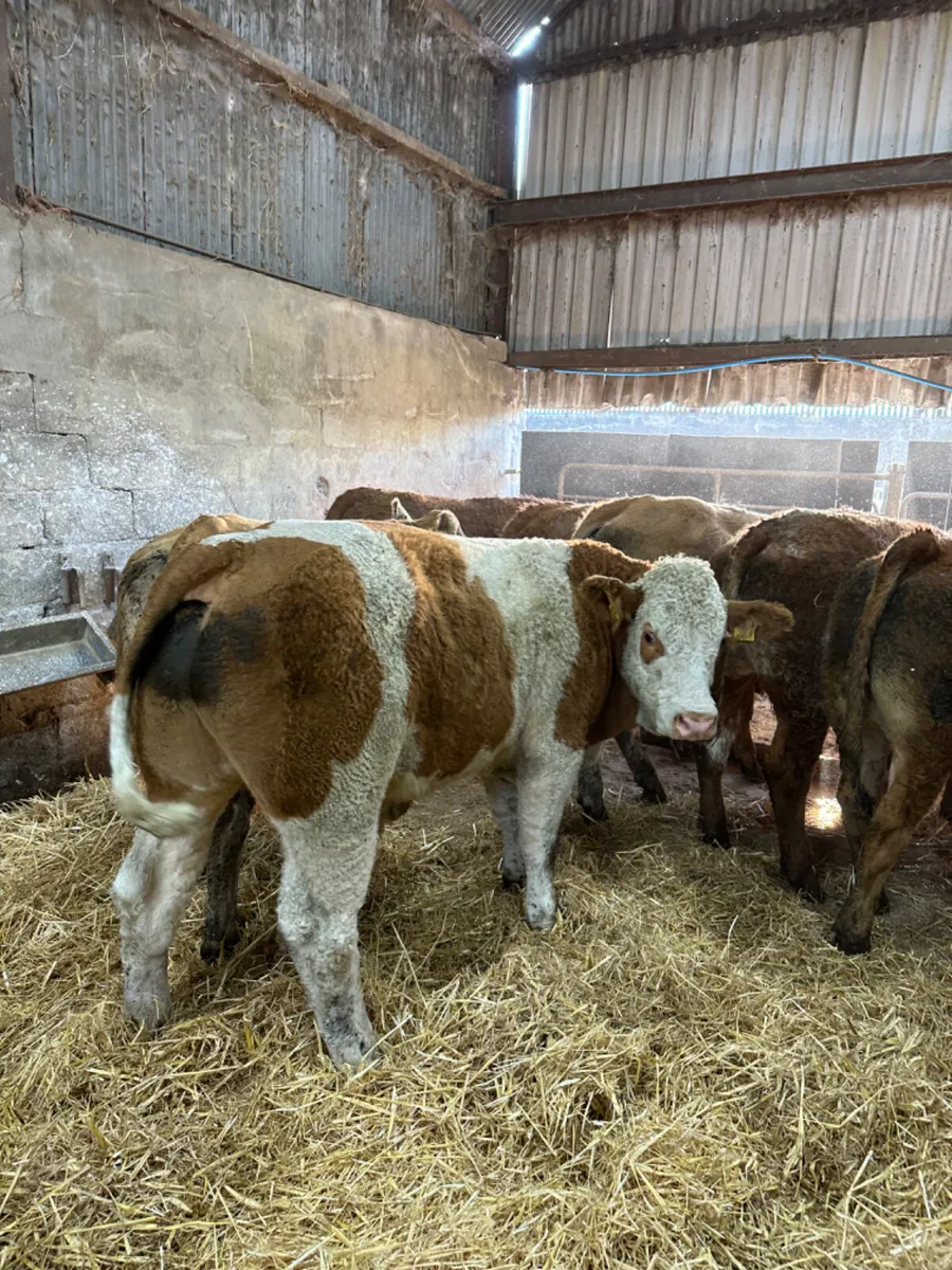 Lim and Simmental forward bullocks - Image 3