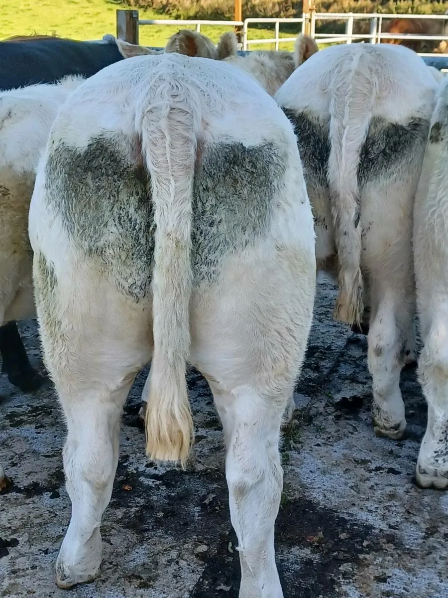 Heifers - Image 1
