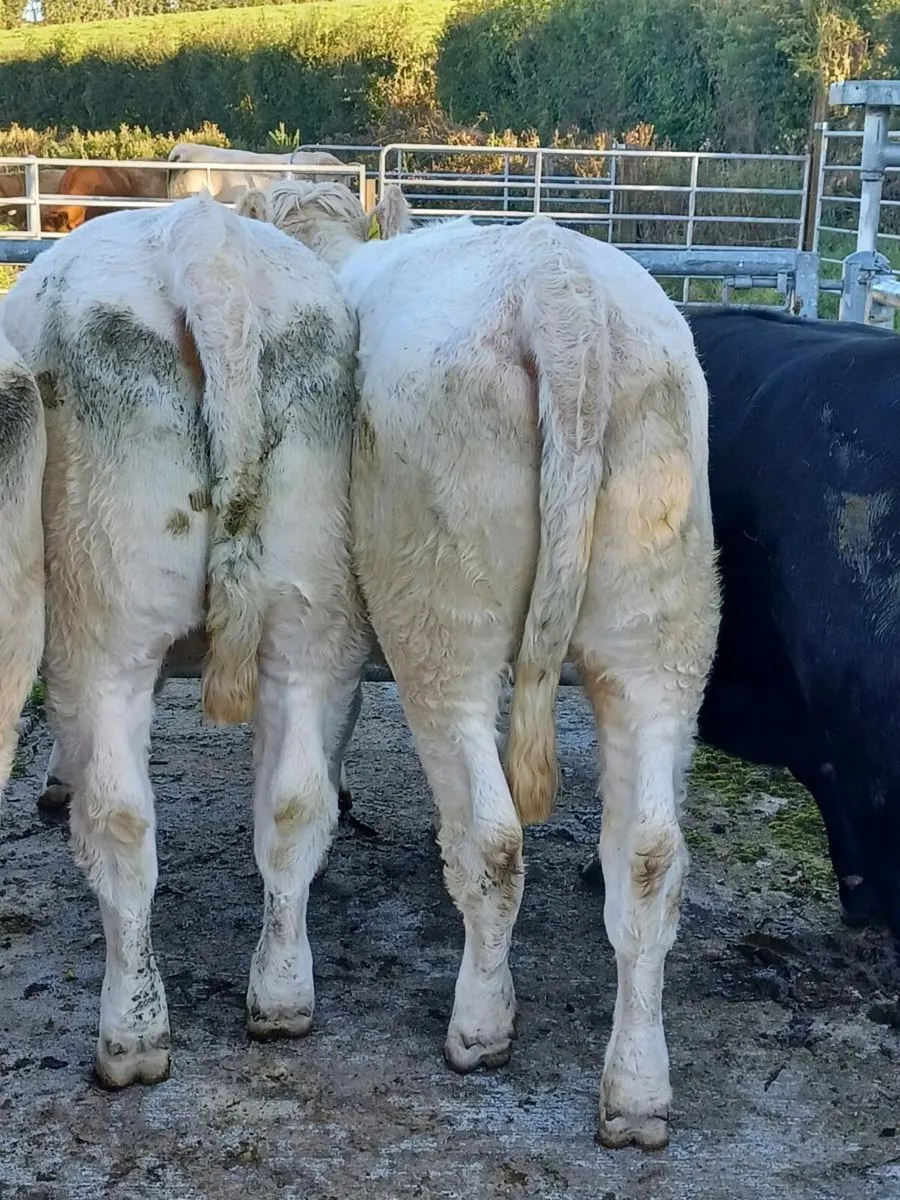 Heifers - Image 2