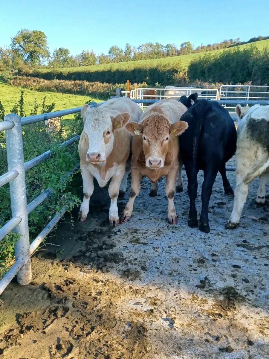Heifers - Image 3