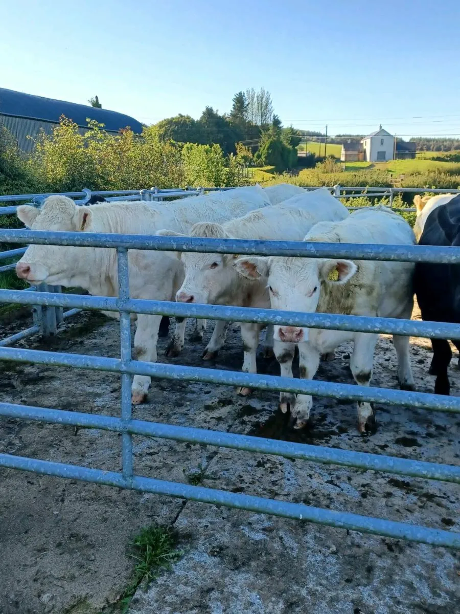 Heifers - Image 4