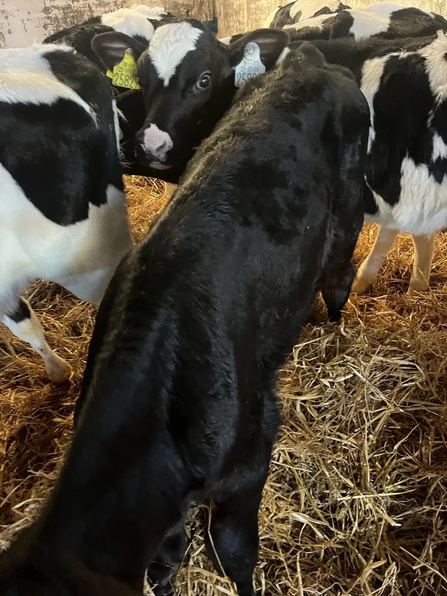 Aax BBX calves - Image 1