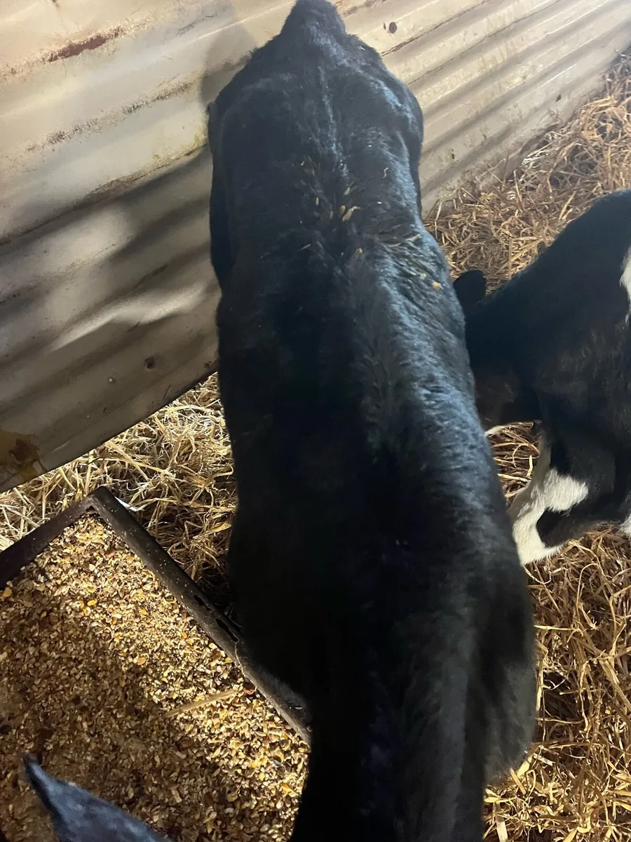Aax BBX calves - Image 2