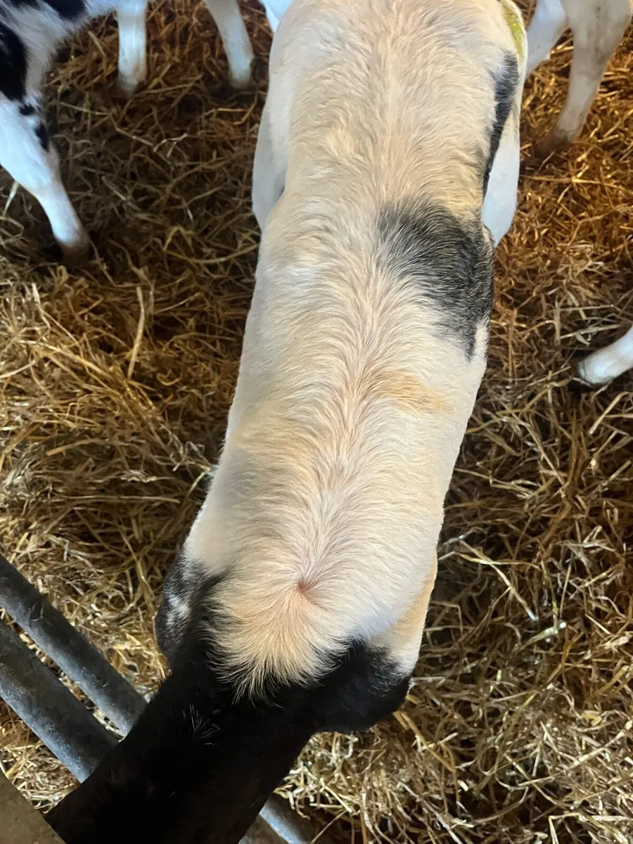 Aax BBX calves - Image 3