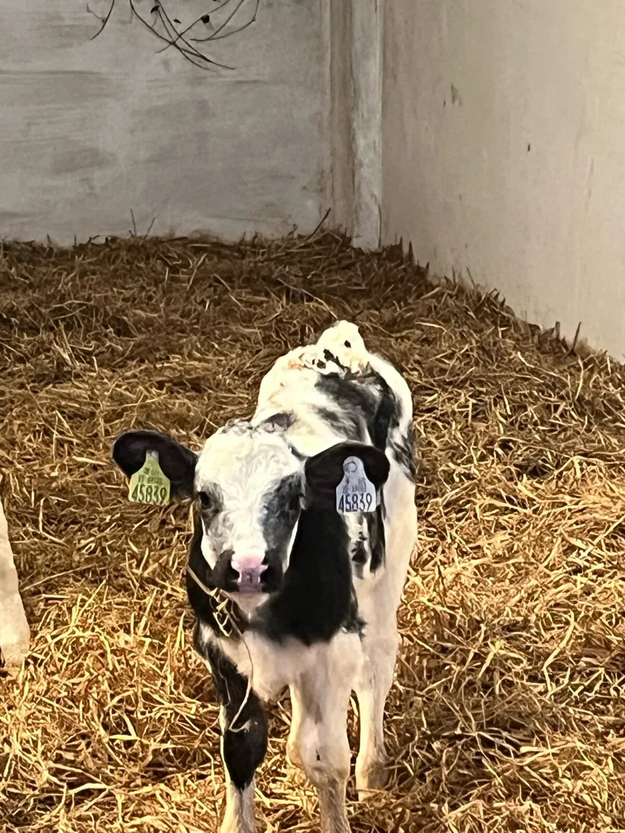 Aax BBX calves - Image 4