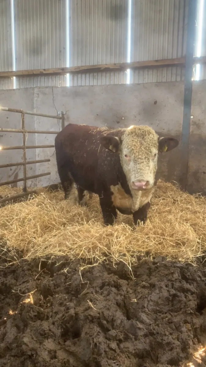 PBR Hereford bull - Image 3