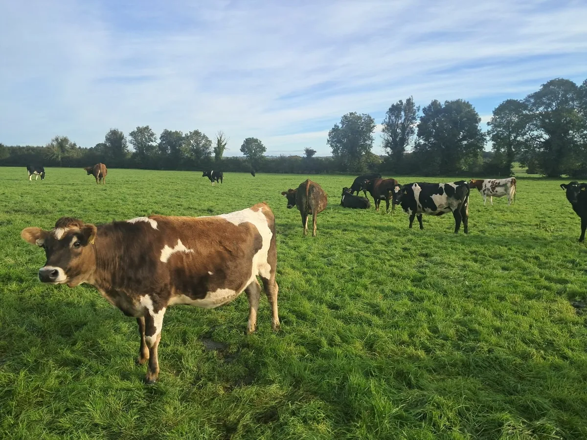 Incalf heifers - Image 1