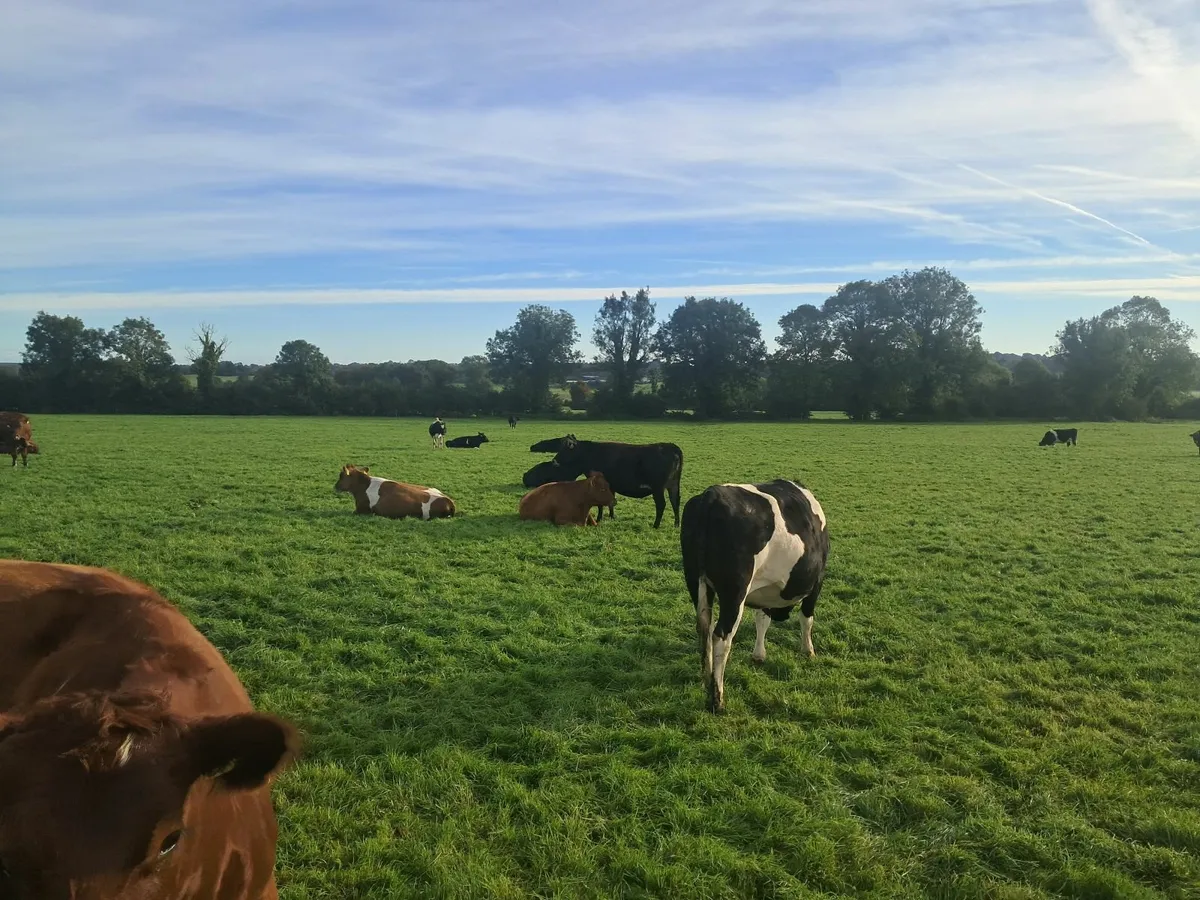Incalf heifers - Image 2