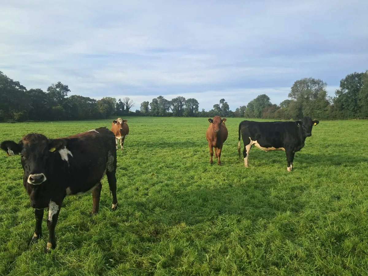 Incalf heifers - Image 3