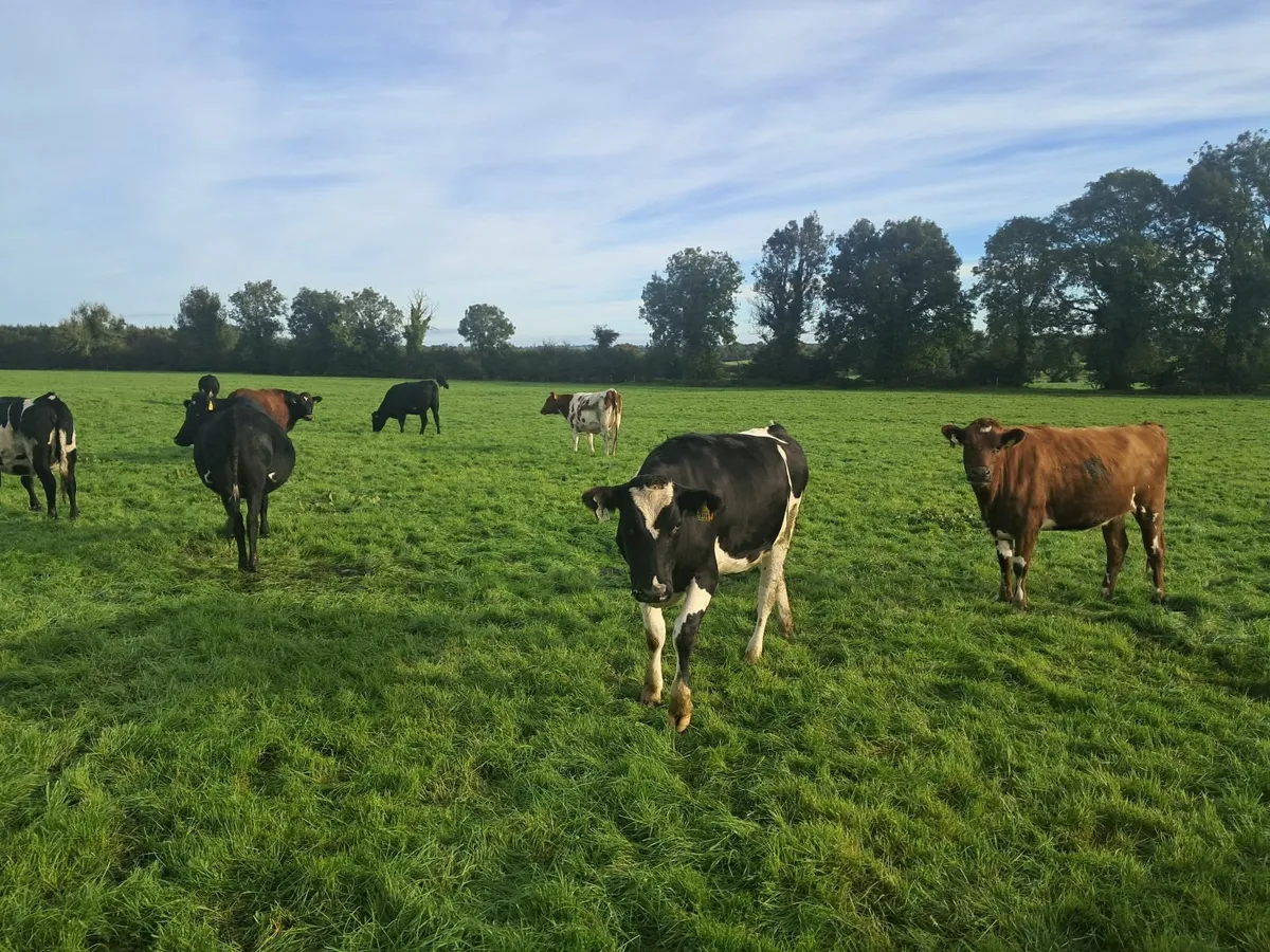 Incalf heifers - Image 4