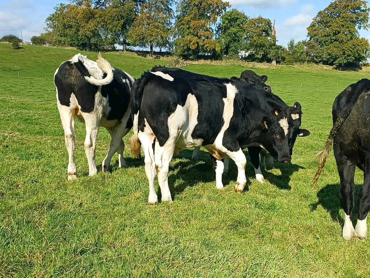Friesian bullocks - Image 2