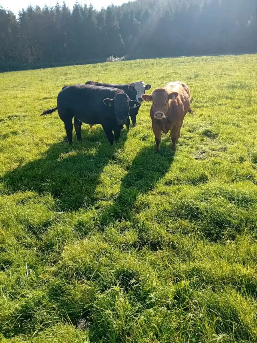 Mohill mart - Image 1