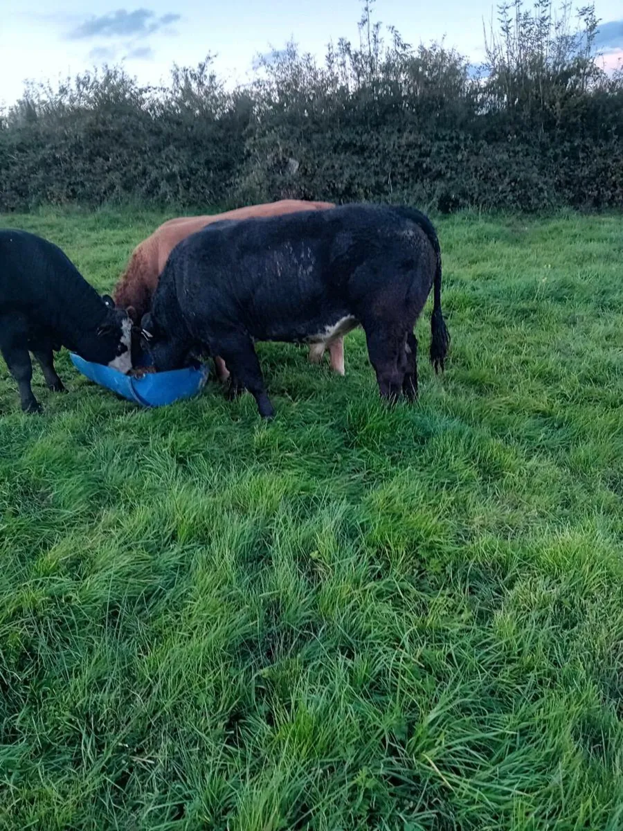 Mohill mart - Image 2