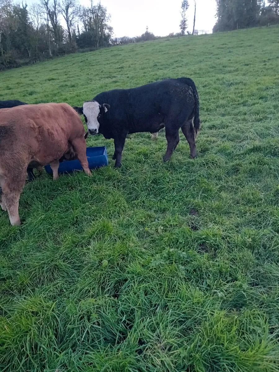 Mohill mart - Image 3