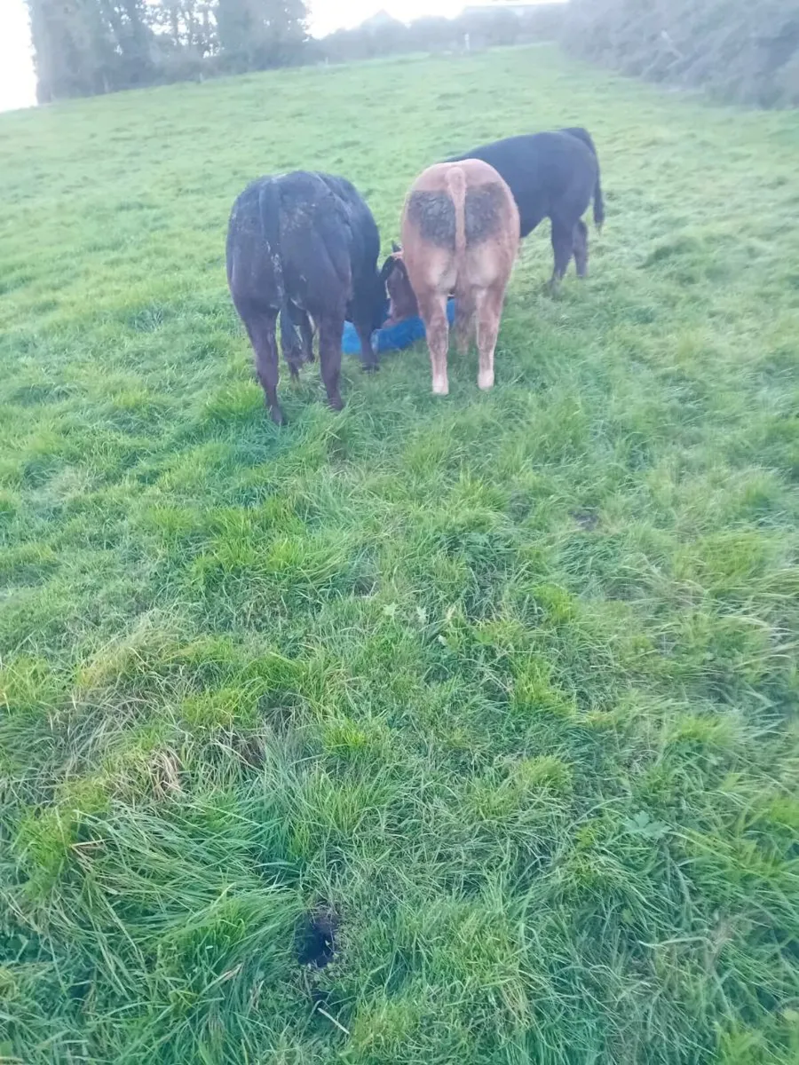Mohill mart - Image 4