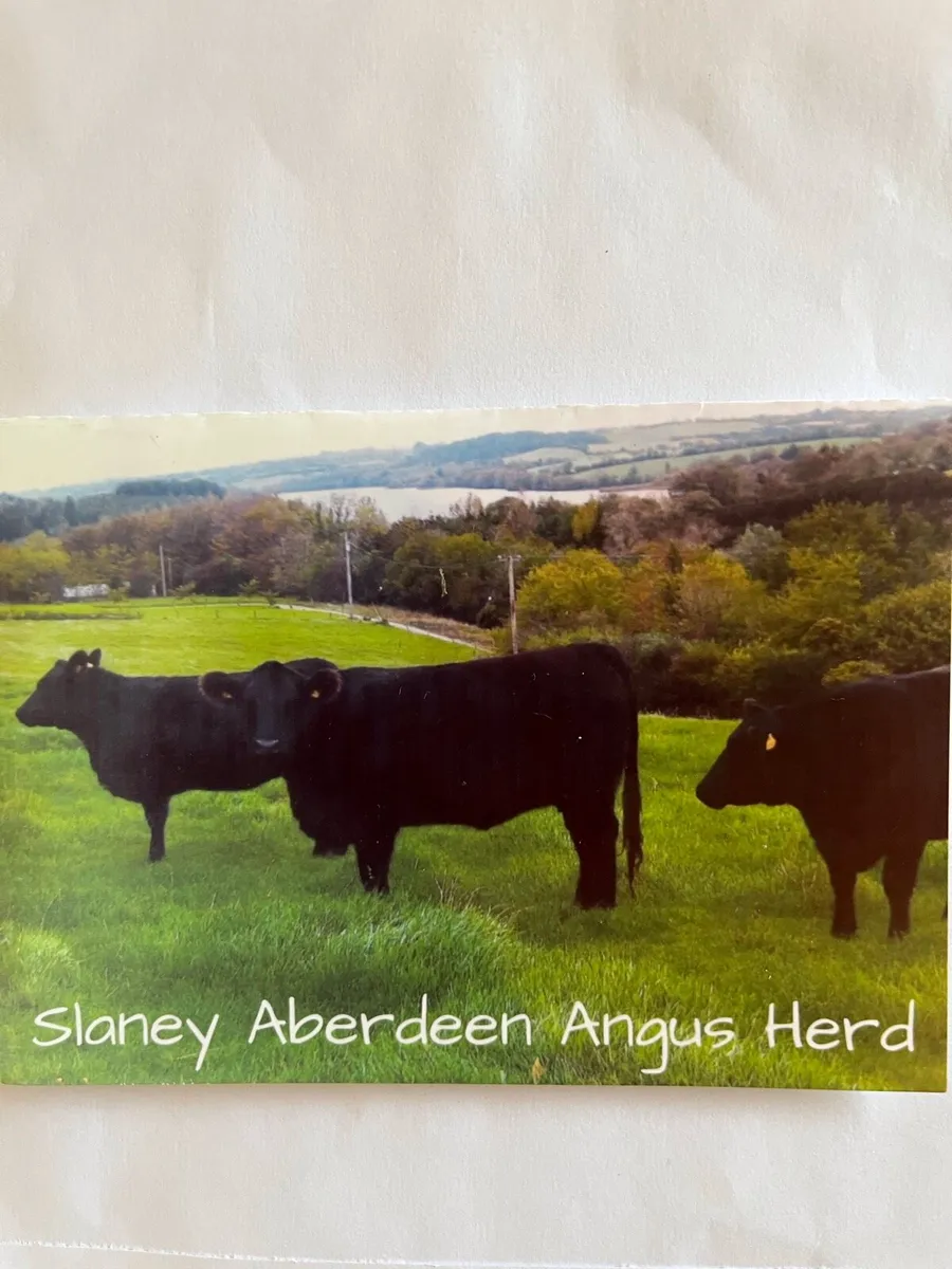 Aberdeen Angus Herd - Image 1