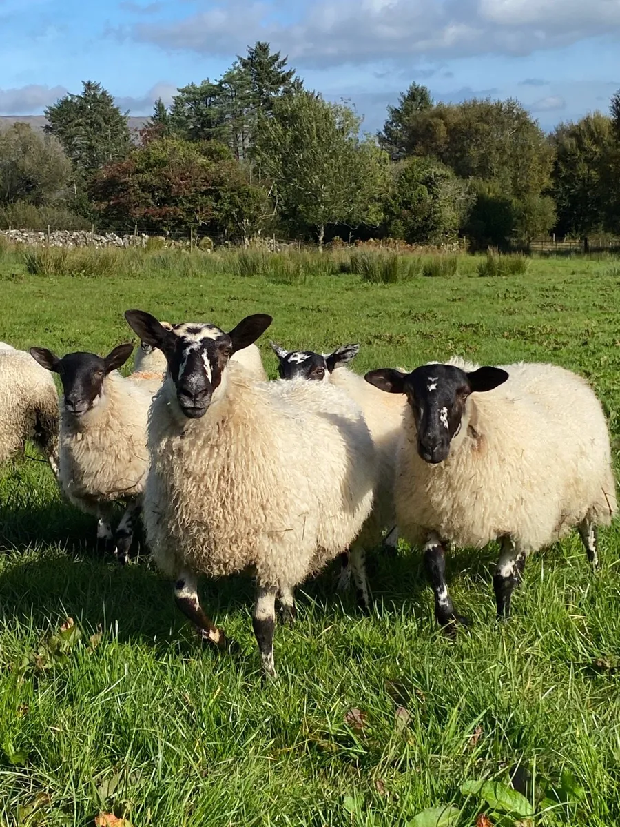 Mule ewe lambs - Image 1