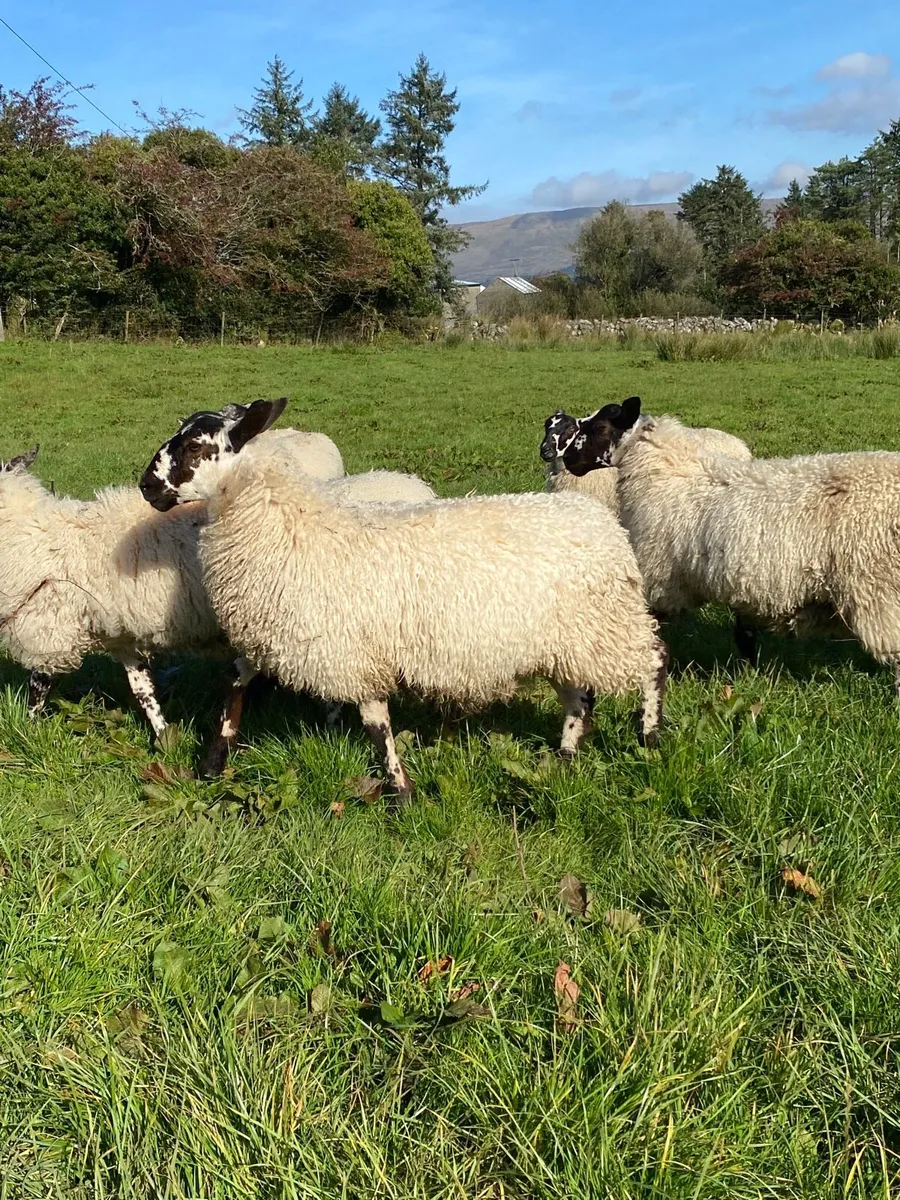 Mule ewe lambs - Image 2