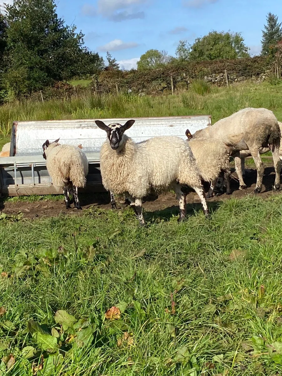 Mule ewe lambs - Image 4