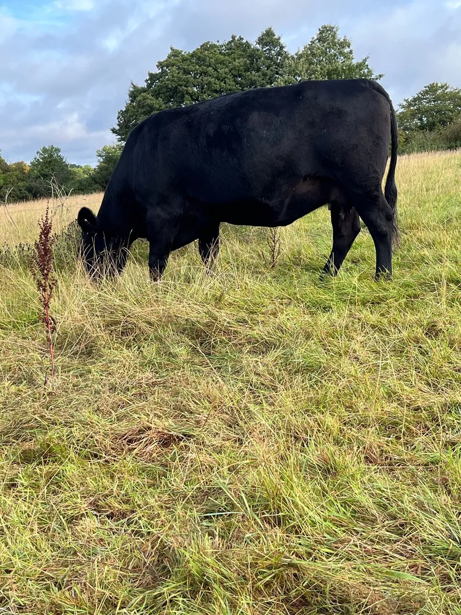 Aberdeen Angus Herd - Image 2