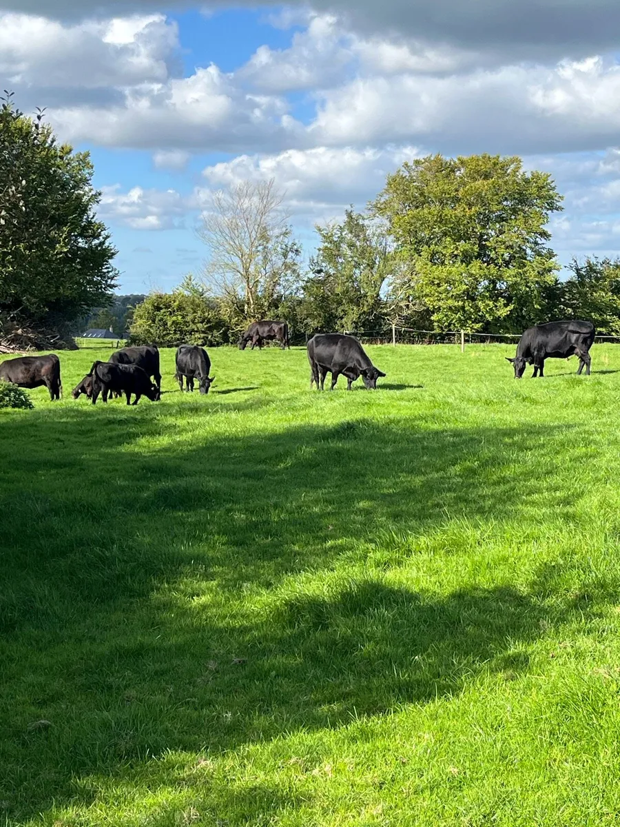 Aberdeen Angus Herd - Image 4