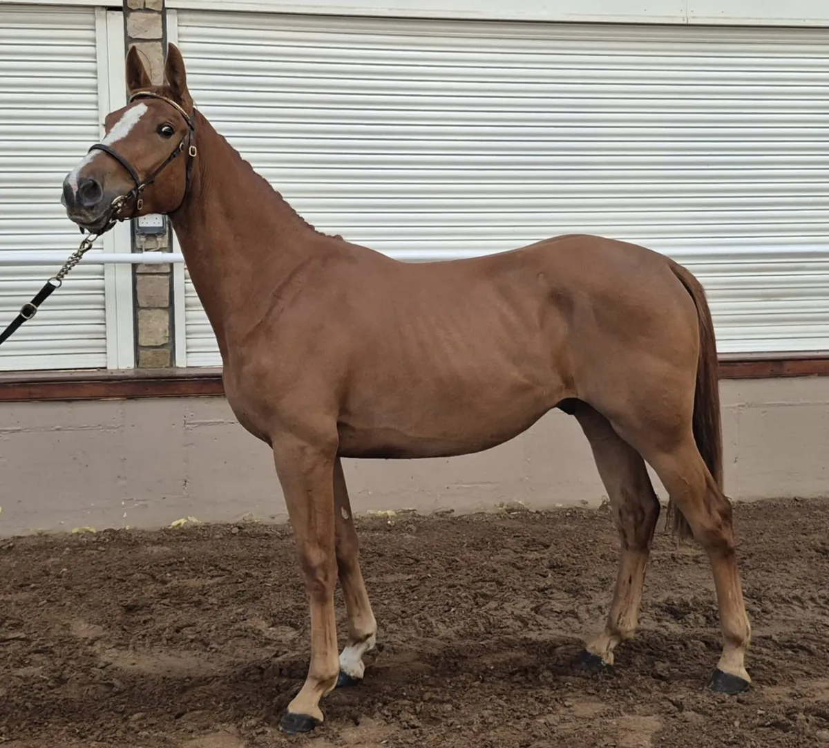 2 Yr Old Gelding - Image 1