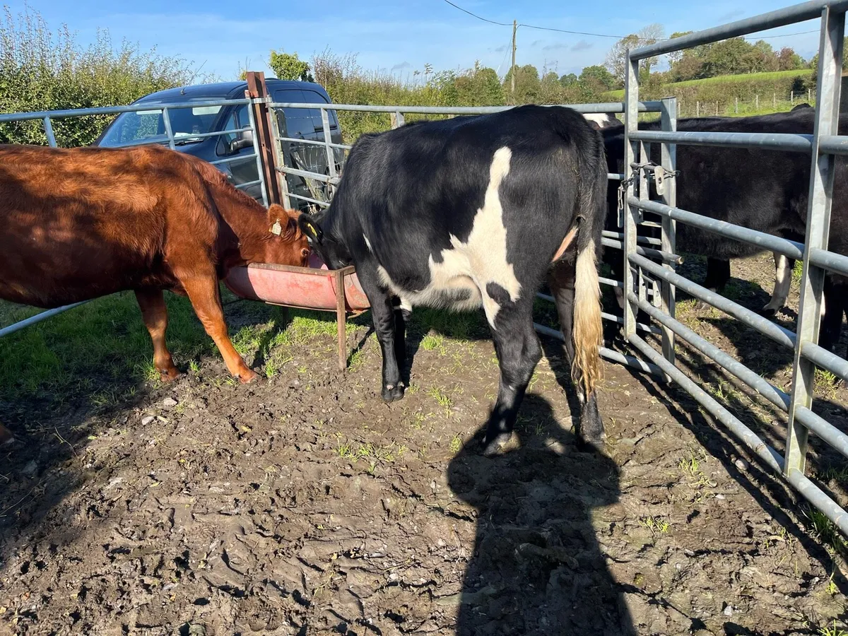 Heifers - Image 2