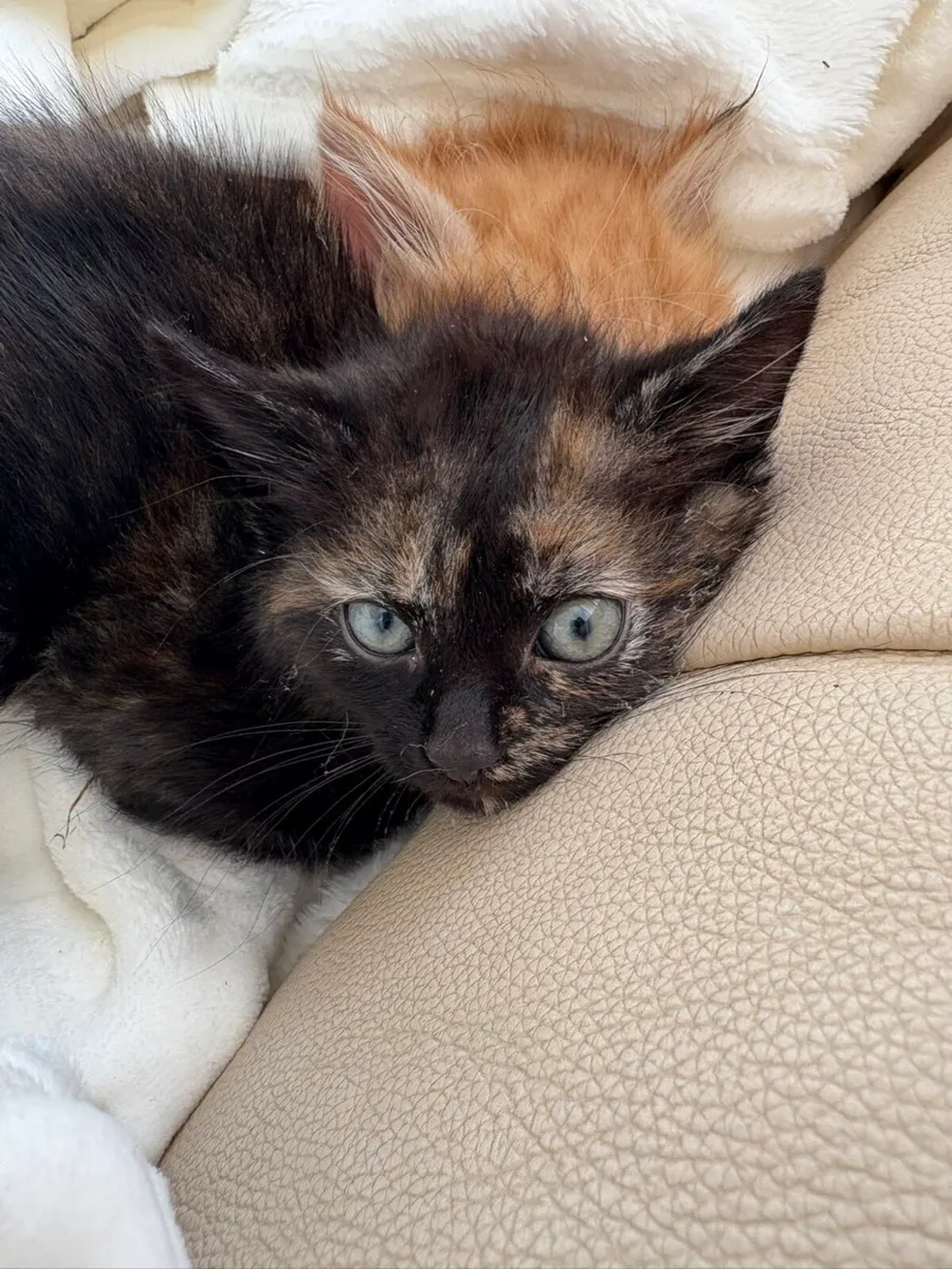 Beautiful kittens - Image 4