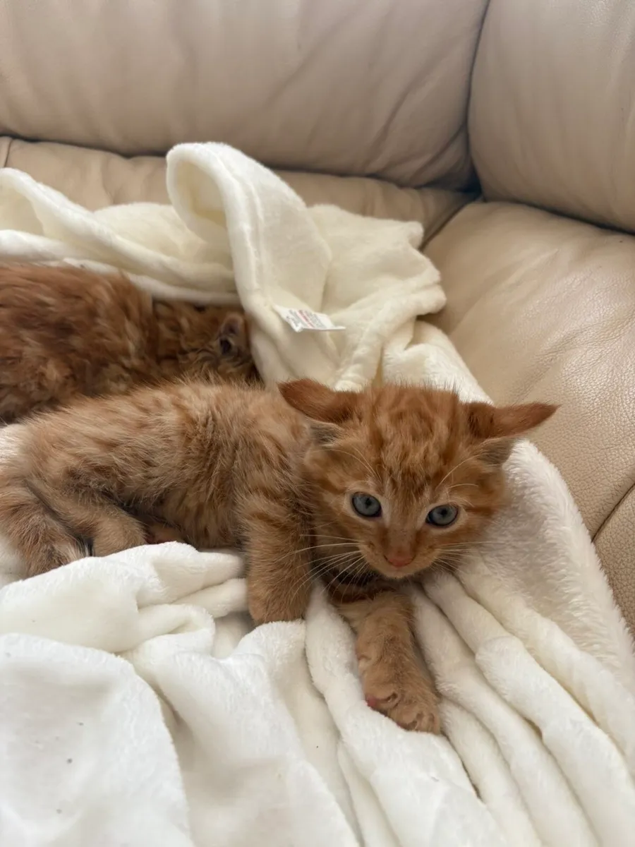 Beautiful kittens - Image 1