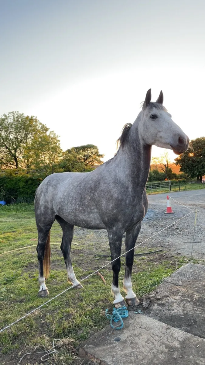 Horse - Image 2