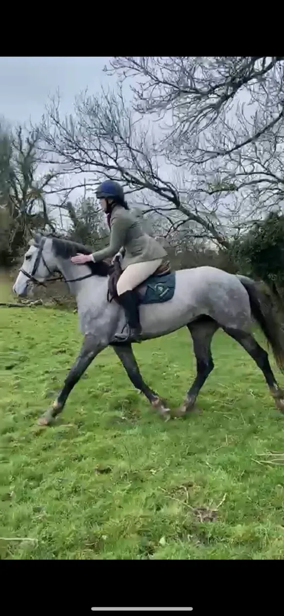 Horse - Image 1