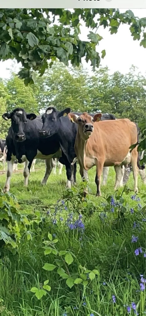 5 autumn calving jersey cows - Image 1