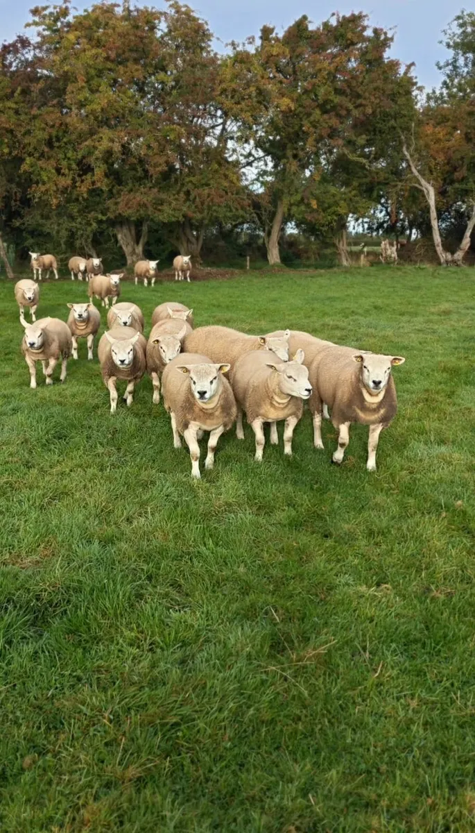 Texel Ram Lambs - Image 4