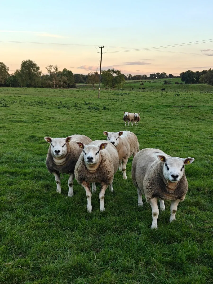 Texel Ram Lambs - Image 3